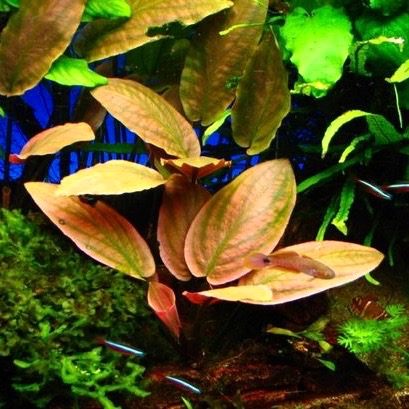 Lagenandra meeboldi red